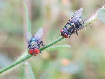 Close-up of ladybug on plant