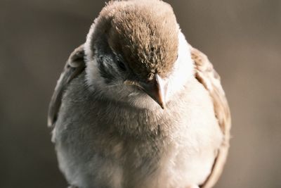 Close-up of a bird against blurred background