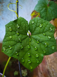 Close-up of raindrops on leaves