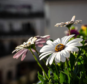 Close-up of insect on white flower