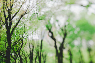 Trees against blurred background