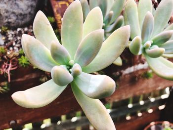 Close-up of cactus plant