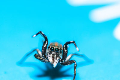 Close-up of spider on table