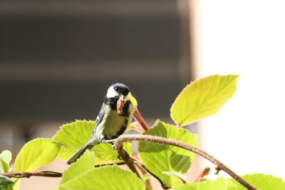 Close-up of butterfly on plant