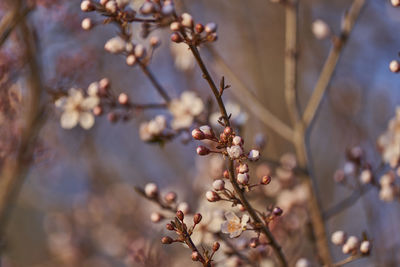 Close-up of cherry blossoms in spring