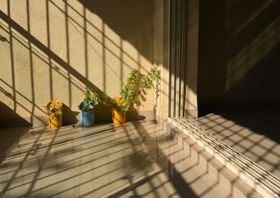 Potted plant on steps against wall