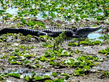 View of a reptile in a garden