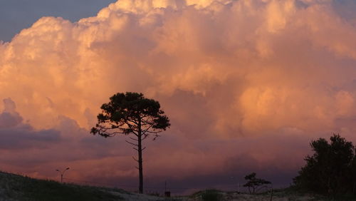 Trees against sky during sunset