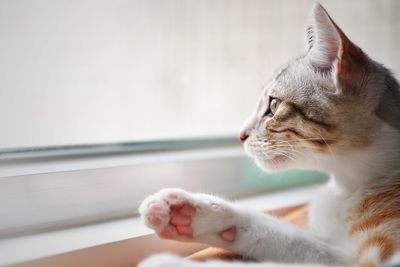 Close-up of a cat looking away