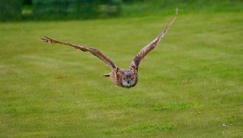 Uhu, eagle owl, bubo bubo