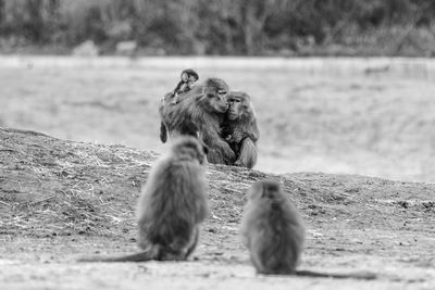 Monkeys sitting on field