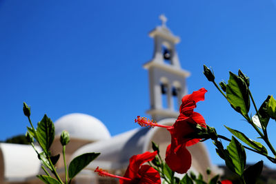 Red hibiscus in front of a greek church