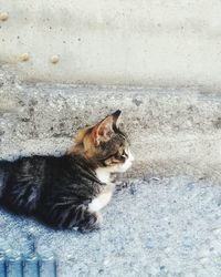 High angle view of cat looking away