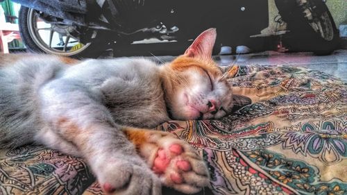 Close-up of cat sleeping on bed