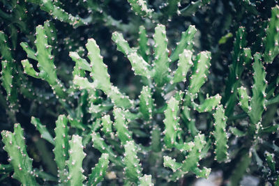Full frame shot of wet plants