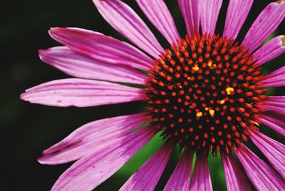 Close-up of pink flower