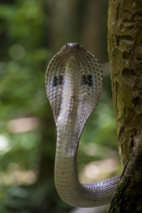 Close-up of lizard on tree trunk