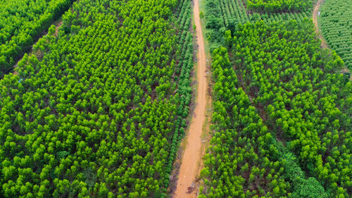 High angle view of agricultural field