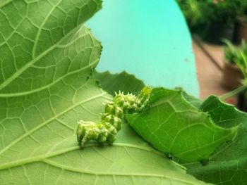 Close-up of insect on leaves