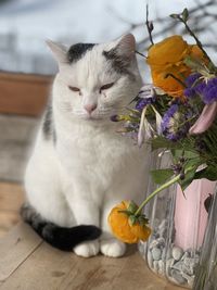 Close-up of cat with flower on table