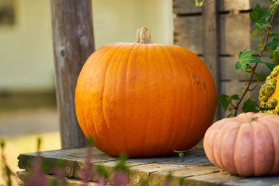 pumpkin