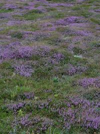 Purple flowers blooming in field