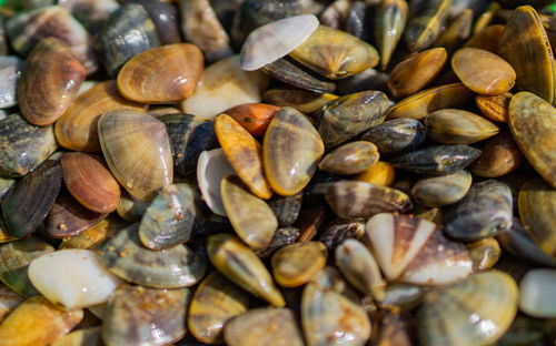 Full frame shot of shells