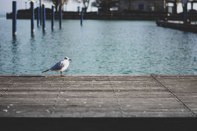 Seagull perching on wooden post