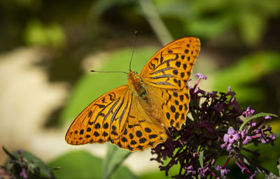 Close-up of butterfly pollinating on flower