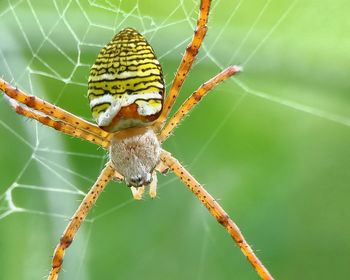 Close-up of spider on web