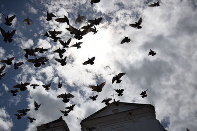 Low angle view of birds flying in sky