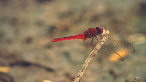 Close-up of red object