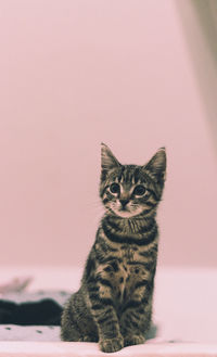 Portrait of cat sitting on floor