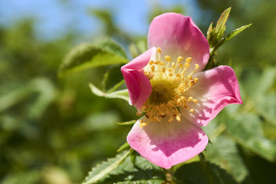 Close-up of pink flower blooming outdoors