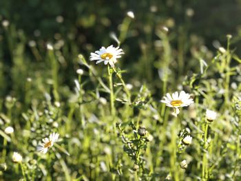 Close-up of white flowering plant on field