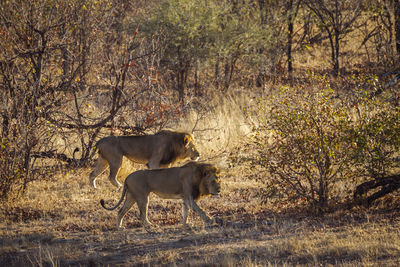 Lions walking on land in forest