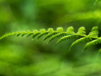 Close-up of fern leaves