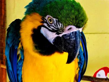 macaw