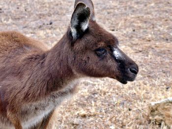 Close up on kangaroo