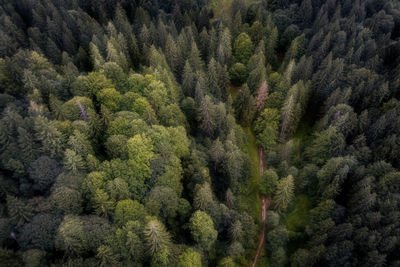 High angle view of trees in forest