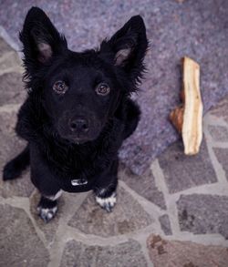 High angle portrait of black dog on footpath