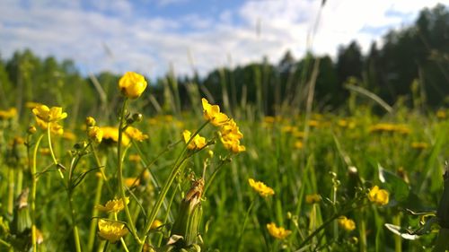 Close-up of fresh yellow flowers blooming in field