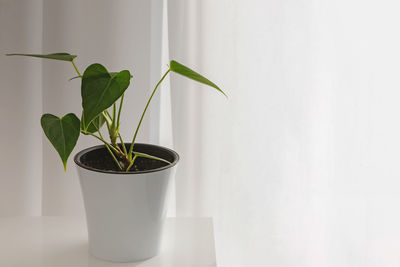 Potted plant