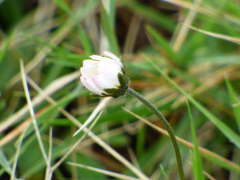 Close-up of white flower growing on plant