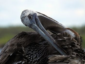 Close-up of eagle perching