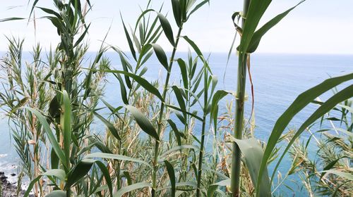 Close-up of plants growing on field by sea against sky