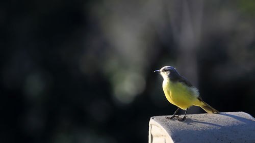 Close-up of bird perching on wood