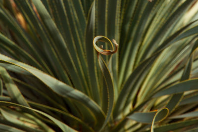 Close-up of fresh green plant