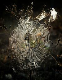 Close-up of spider on web