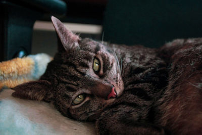 Close-up portrait of a cat